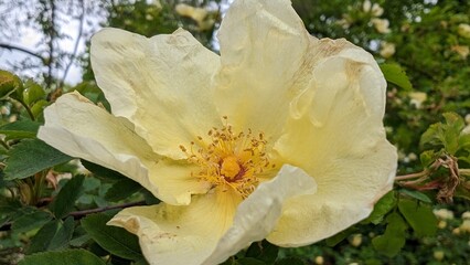 Rosa 'Harison's Yellow', also known as R. × harisonii, the Oregon Trail Rose or the Yellow Rose of...