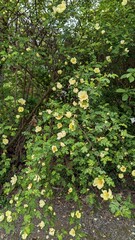 Rosa 'Harison's Yellow', also known as R. × harisonii, the Oregon Trail Rose or the Yellow Rose of Texas, is a rose cultivar that originated as an accidental hybrid in the early 19th century. Probably
