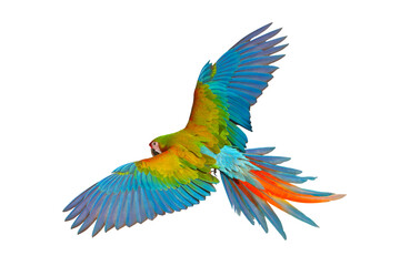 Colorful of Shamlet macaw parrot flying isolated on transparent background png file