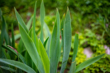 Obraz premium Nature Background Image