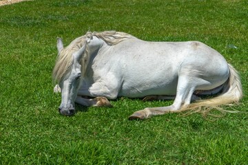 White horse lying on a grassy meadow with cottage buildings in the background on a sunny day