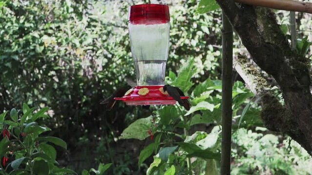 quick and tiny humming birds flying around a feeder in the rainforest near Revash in the andes mountains of Peru.