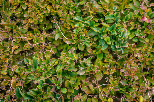 Coprosma repens  (Mirror bush) background image.Stocks Photo.