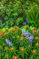 Closeup view of mixed plants in a garden in nature. Group of natural flowers showing detail on green leaves and beauty of colorful petals outside with Bluebell Scilla siberica, blue blossoms.