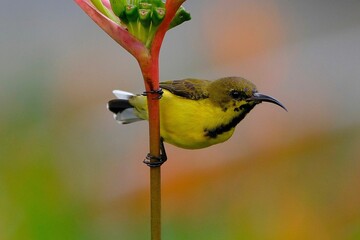 Yellow Palestine sunbird perching on plant stem