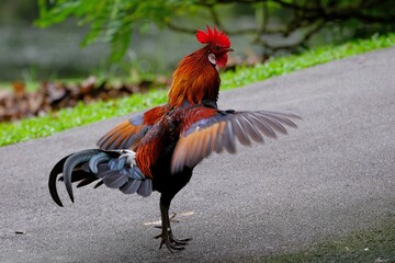 Brown and black rooster standing on asphalt