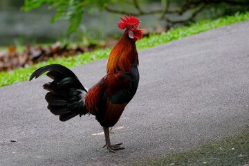 Brown and black rooster standing on asphalt