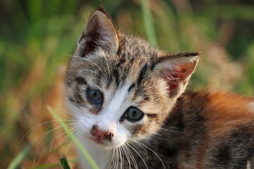 a small kitten sits in the grass near the ground with tall grass