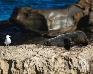 Peaceful scene in New Zealand featuring a fur seal resting on a rocky beach beside a seagull