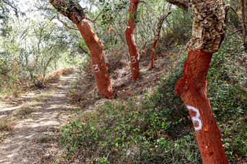 Harvested cork oak (Quercus suber) trunk in an old forest, landscape with typical portuguese...