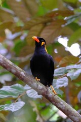 Black hill myna bird with orange beak perching on wood