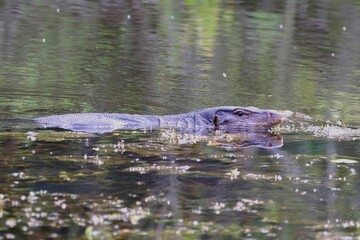 Large water monitor swimming in water