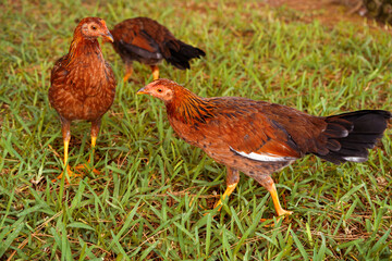 Mallorquina Chicken. The Mallorquina is an old mediterranean chicken breed from the Balearic Islands of Spain. They are suited to free-range rearing.