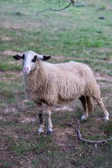 Sheep peacefully grazing in a lush, green field