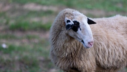 Obraz premium White sheep standing in a lush green pasture looking to its side