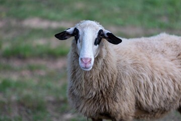 Fototapeta premium Adorable sheep in a lush green grassy meadow, looking off into the distance with its big brown eyes
