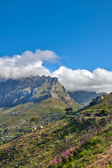 Fototapeta premium Copyspace and landscape of Table Mountain with lush pasture and flowers with cloudy blue sky background. Vegetation on a grassy slope or cliff with hiking trails to explore Cape Town, South Africa