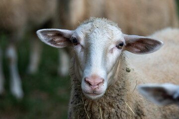 White sheep standing in a lush green grassy field, gazing into the horizon