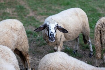 Large flock of sheep grazing in an idyllic grassy field