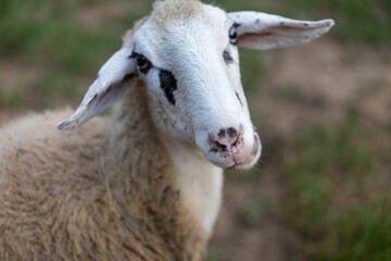 White sheep standing in a lush green grassy field, gazing into the horizon