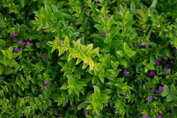 Cuphea hyssopifolia (false heather) beautiful flower background and wallpaper image.