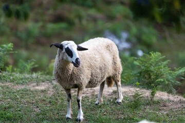 Obraz premium a sheep is standing alone in the field next to grass