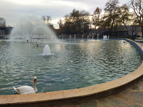 swan, duck, goose, lake view, park, tree, nature, garden