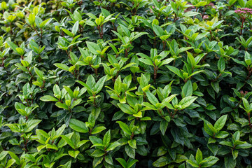 Vinca Minor Foliage Stock Photo