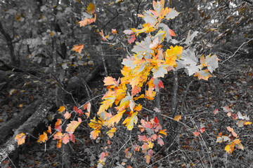 Couleurs de l'automne