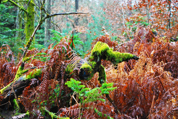 Arbres recouvert de mousse 
