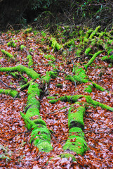 Arbres recouvert de mousse 