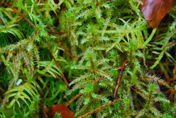 Arbres recouvert de mousse 