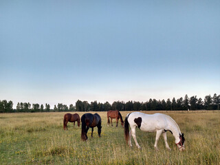 Dia soleado en el campo con caballos