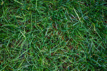 Closeup image of grass 