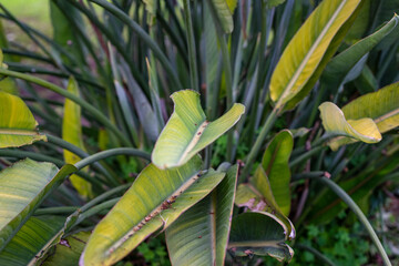 Plant with large leaves