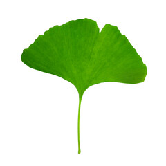 Close-up one large green leaf of Ginko biloba on a transparent background.