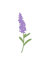 Obraz premium flowers isolated on white