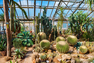 Different cacti under the glass dome of the botanical garden