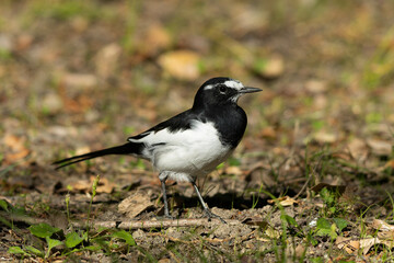 道端に佇んでいるセグロセキレイ