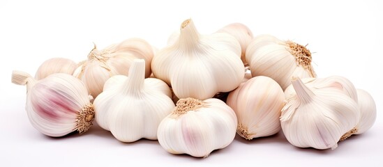 An untainted garlic seen against a blank white background known as Bawang Kating in Indonesia