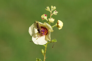 Male hoverfly Meliscaeva auricollis, family hoverflies (Syrphidae) on flower of mullein, Verbascum...