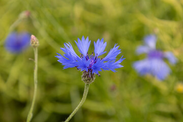 Blue cornflower (Centaurea cyanus) in the field
