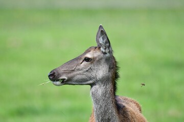 Close-up of a juvenile deer in a natural grassy habitat.