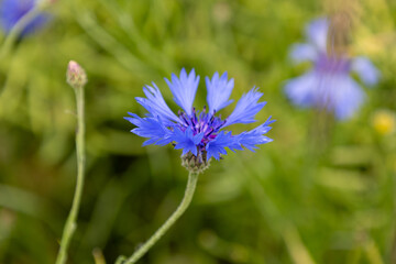 Blue cornflower (Centaurea cyanus) in the field
