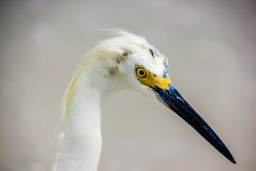 Close-up of a white egret, focusing on its head and neck
