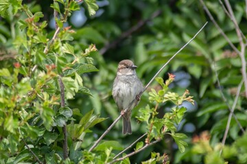 Small bird perched atop a branch surrounded by lush green foliage in a natural outdoor setting