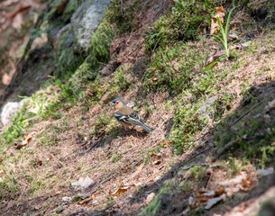 Naklejka na ściany i meble Common chaffinch (fringilla coelebs) in the woods