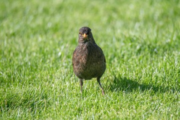 Eurasian blackbird in a green grass field