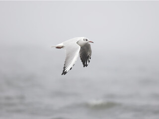 Seagull flying in fog, wings down