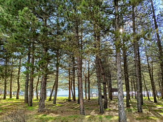 Fototapeta premium Lake and forest landscape, picturesque mountain lake on summer morning, beauty of nature concept. Lake and mountain in the background in the morning time. Natural landscape in Turkey